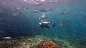 63 reactions | We all know you can’t buy happiness but you can visit Sipadan Island of Semporna, and that’s kind of the same thing.  ️ IG: @budimantheman  Sipadan Island, Semporna #sabah #borneo #malaysia #tourism #photooftheday #nature #fun #photography #beautiful #enchantingsabah #travellater #traveltomorrow #underwater #diving #scubadiving #island | SABAH, Malaysian Borneo | Facebook