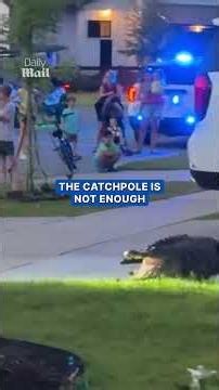 Massive alligator causes havoc in neighborhood