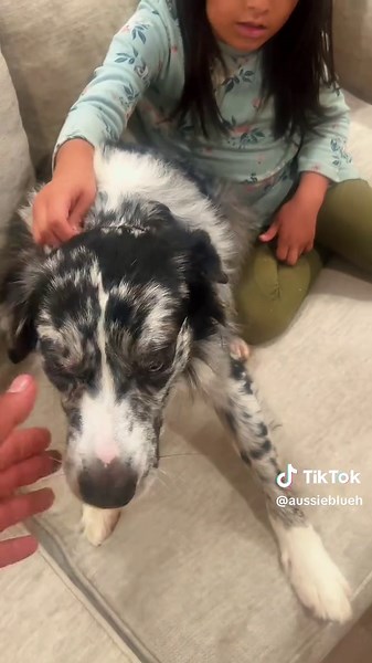 #fyp #australianshepherd | australian shepherd