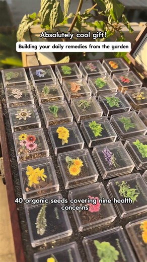 🌟 A heartfelt holiday gift for nature-minded friends! Discover 40 healing herbs with a guide inside this beautifully crafted seed chest. Includes chamomile and echinacea for a peaceful garden start. ✨ Choose a gift that inspires mindful moments. | Lush&Dew