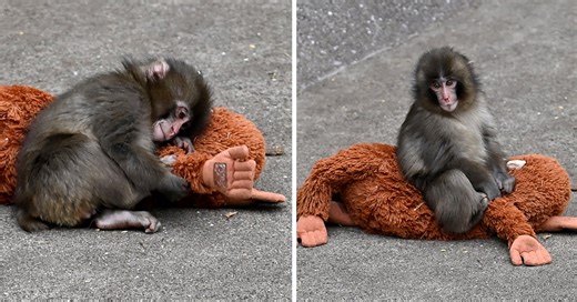 Zoo gives update on Punch the monkey after concerns over his appearance