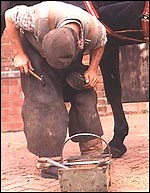 Insurance targets farriery claims - Horse & Hound