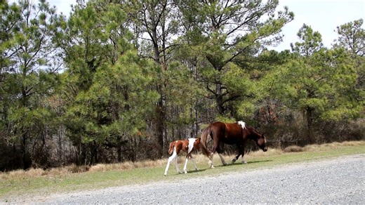 Video from 4/10/25 of Foal #5 Raven & Thunderbolt Chestnut Pinto Colt First seen 4/4/25 #FoalPatrol2025 | DSC Photography
