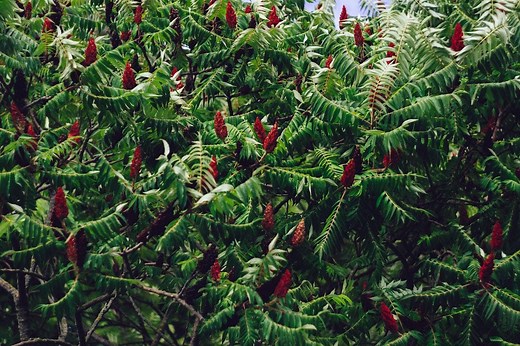 Sumac vinaigrier du Québec - Guide complet pour l'utiliser