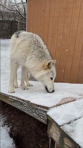 Wolves really like snow