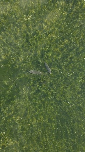 31K views · 567 reactions | Nobody in the world experiences these sounds, scenes and feelings other than anglers… We are the lucky few! | Fox International | Facebook