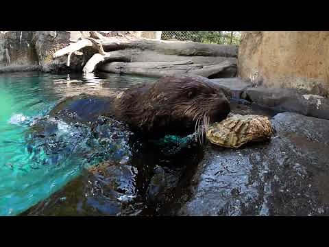 Sea Otters Crack Open Oysters And Clams