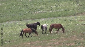 Wild Horses in Summer in the Pryor Mountains Wild Horse Range Montana