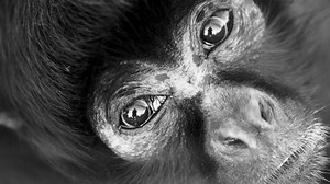 Project Primate Rescue