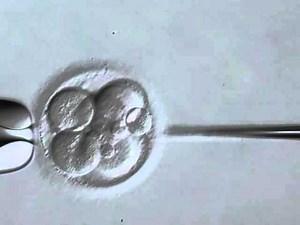 INSTITUT MARQUÈS - Assisted Hatching