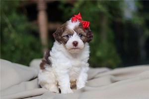 Allie - Havapoo Puppy 9F41B9