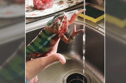 Watch this chameleon wash its hands like a pro