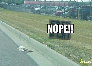 [Image - 174580] | Nope! Chuck Testa