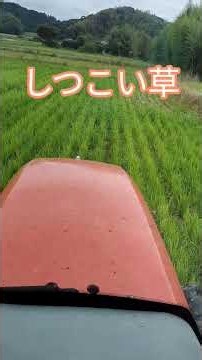 オヒシバ？稲刈り後も繁茂するしつこい草を刈る。#mower #草刈り