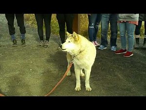 Wolf Dog howling