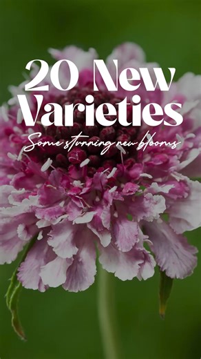 38K views | Lots of new hard to get flower seeds available now on our store. They include cosmos, hollyhock halo’s, zinnia and more. | Veggie & Flower Garden Seeds | Facebook