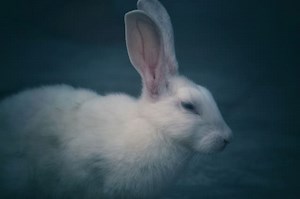 Why Is My Rabbit Biting Me All Of A Sudden: 8 reasons (with proven solution)