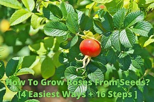 How To Grow Roses From Seeds? [4 Easiest Ways   16 Steps ]