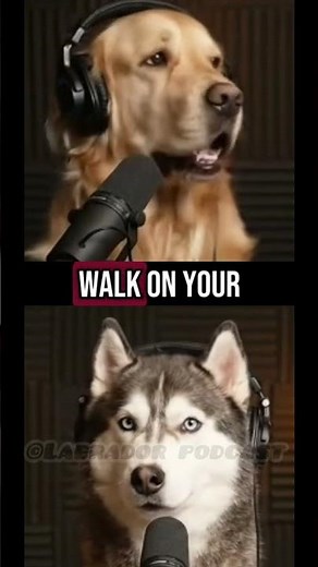 “The Labrador Talk Show” | “Dogs Being Hilarious – The Funniest Dog Podcast Ever 🐾😂” | #shorts