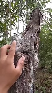 Frogmouth🦉💗#bird #nature #beautiful #tbt | Andinet Birhanu