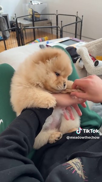 Adorable Baby Bear Chow Chow Puppy Cuteness