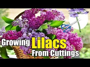 Growing Lilacs From Cuttings Gardening Story