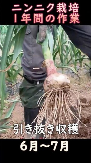 寒冷地ニンニク栽培の１年間の作業のショート動画～超高速再生で１分間に入れてみた：2025年版にんにく栽培