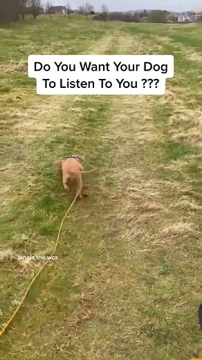SouthendDogTraining on TikTok