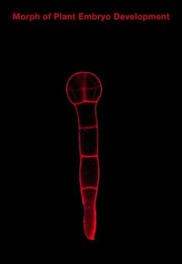 Morph of Plant Embryo Development