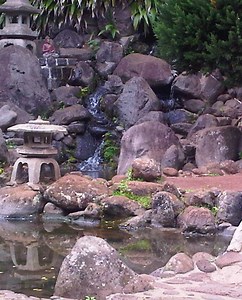 Maui Tree Planting Ceremony to Honor Tsunami Survivors | Maui Now