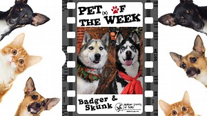 Pet Talk: Meet Badger and Skunk