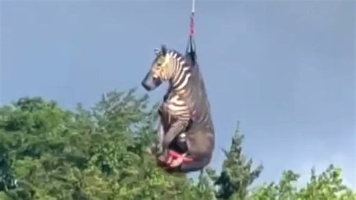 A runaway pet zebra has been rescued in Tennessee. | Sky News Australia