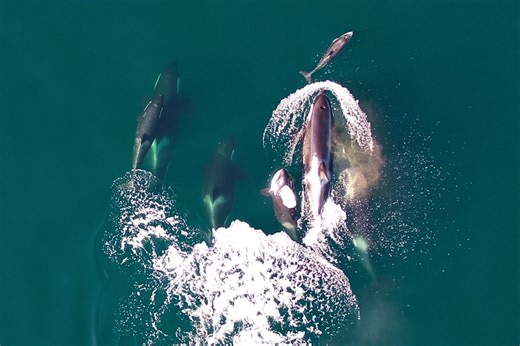 Killer whales filmed hunting with dolphins and sharing prey for first time | Discover Wildlife