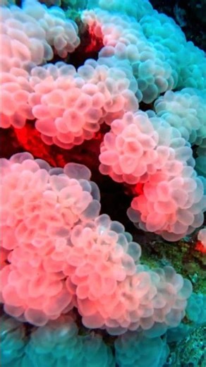 Bubble Coral 🪸