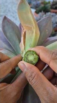 This Graptoveria fred ives plant in this pot has produced a lot of offspring...