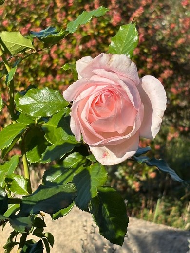 Les roses d’automne 🍂 #ventouxprovence #dentellesdemontmirail #gigondas | Le Mas de Lencieu