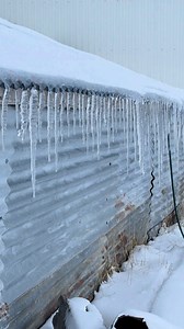 2.7K views | Throwback to a cold shearing shed  Master Shearing on our 2025 courses! Book Yours Now!! Shearing / Equipment / Coaching / Clothing https://shearingschool.co.uk/events/ #SpeedShearing #sheep365 #RobbieHislop #sheepshearing #sheep #sheepofinstagram #sheepfarm | Shearing school | Facebook
