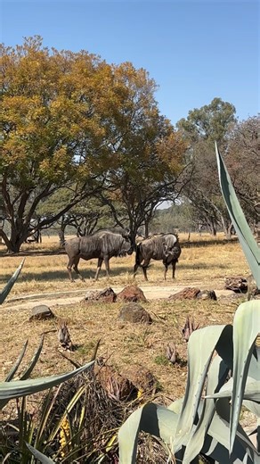 2.2K views · 351 reactions | Seeing double 歷 We are sure you’ve met...