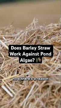 Pond Algae Control: Does Barley Straw Really Work?