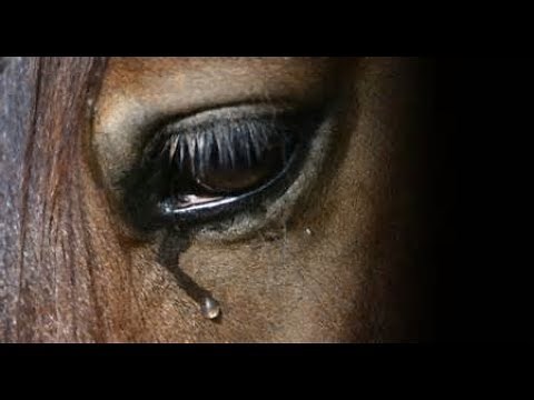 What About Us || Tribute To Abused Horses