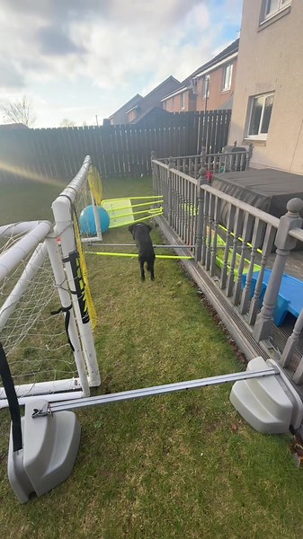 Dog Agility Training with Rosie in My Garden