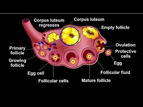 What is Corpus luteum?