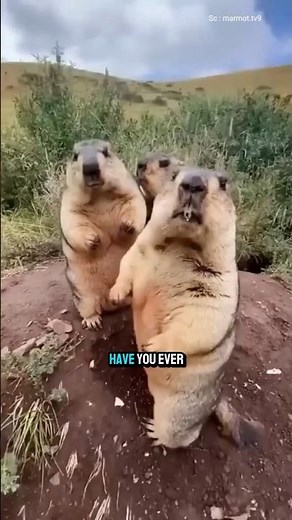 This animal is the cutest....