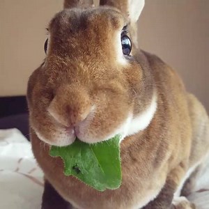 🌿❤🌿❤🌿 | Reuben the Rex rabbit