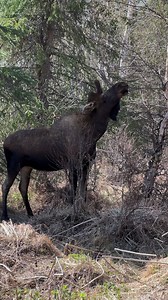 Alaskan Bull Moose snacking on fresh buds in vast Alaskan wilderness. #bullmoose #moose #antlers #jcsolbergphotography #wildlifephotographer #canonr7 #outdoors #shotoncanon #mooseontheloose #Alaska #wildlife #alaskaphotographer #springtime #velvet | Alaskan Adventures And More
