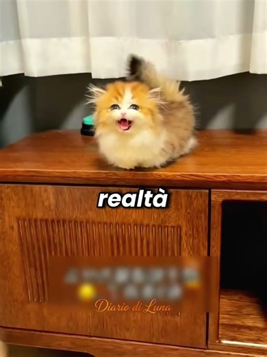 🐾💔 Il piccolo gattino che voleva solo giocare #reels