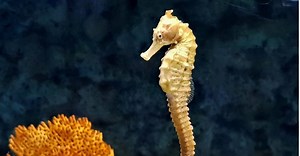 10 Fascinating Facts About Seahorses