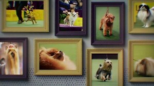 Here they come, the biggest and baddest of all the groups- The Toy Group! Naturally, we would have WWE Superstar Roman Reigns to introduce Toy Group month. | Westminster Kennel Club Dog Show