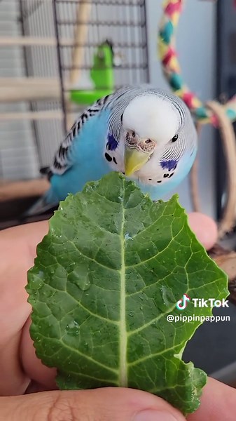 Delightful Budgie Sounds: Munching and Crunching