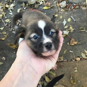 8K views · 126 reactions | Can these schnauzer mix babies and their mama be any cuter!? Come adopt one at Tractor Supply in Monument on Saturday November 17th from 11-3pm. | Douglas County Canine Rescue | Facebook